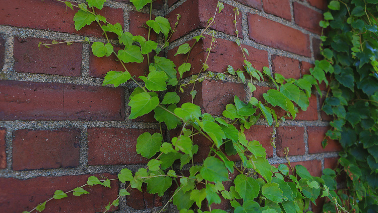 Ivy on brick