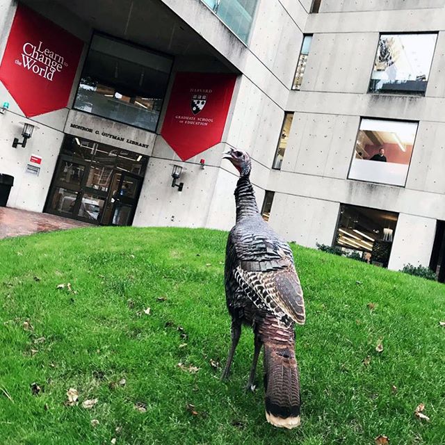 A turkey on Appian Way