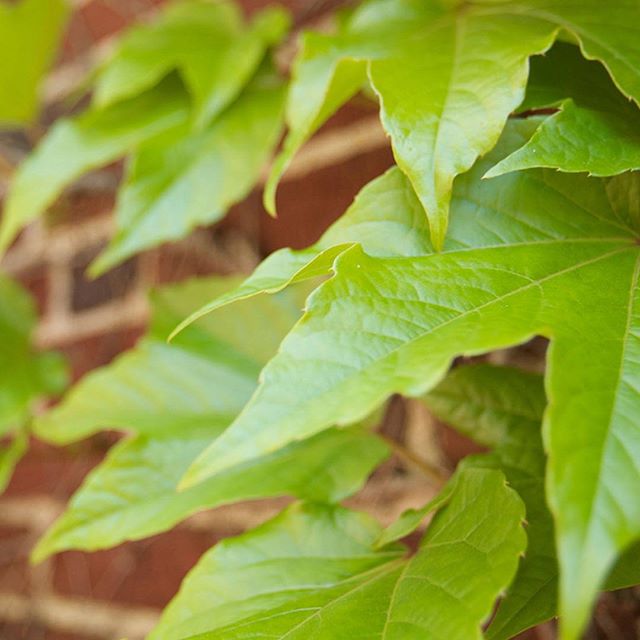 Ivy on brick wall