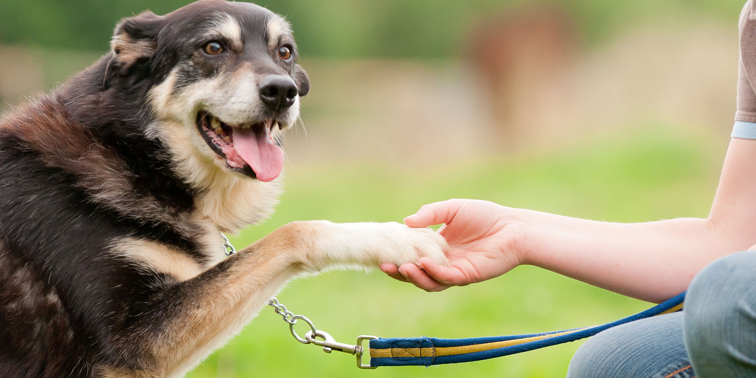 Dog with paw in owner's hand