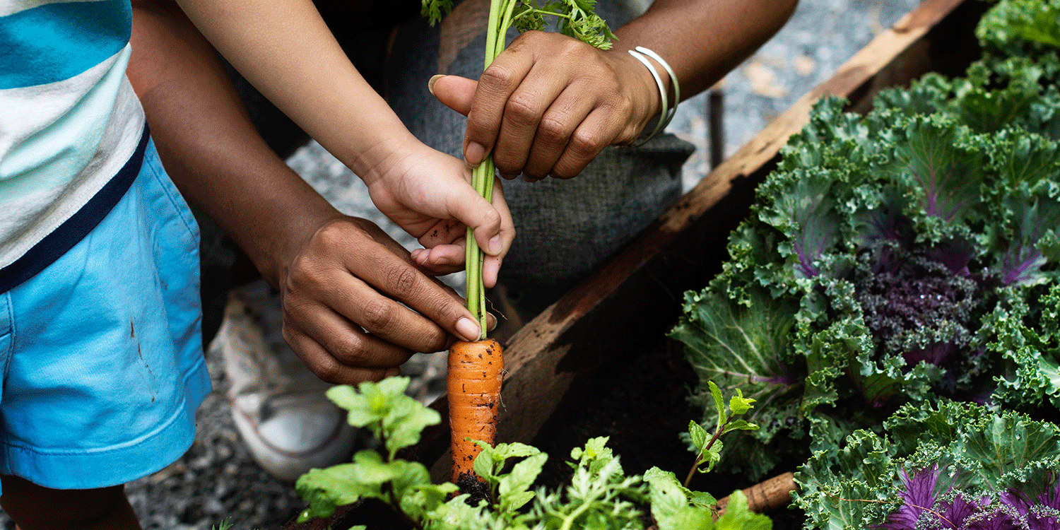 Close-up on child and adult hands harvesting a carrot from a garden