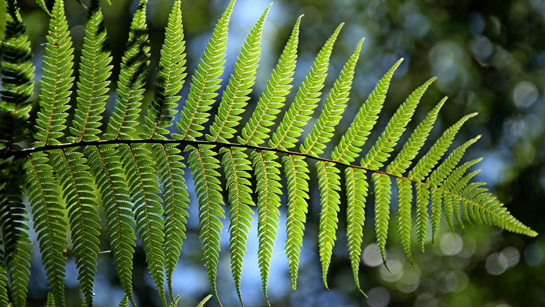 Fern stock image
