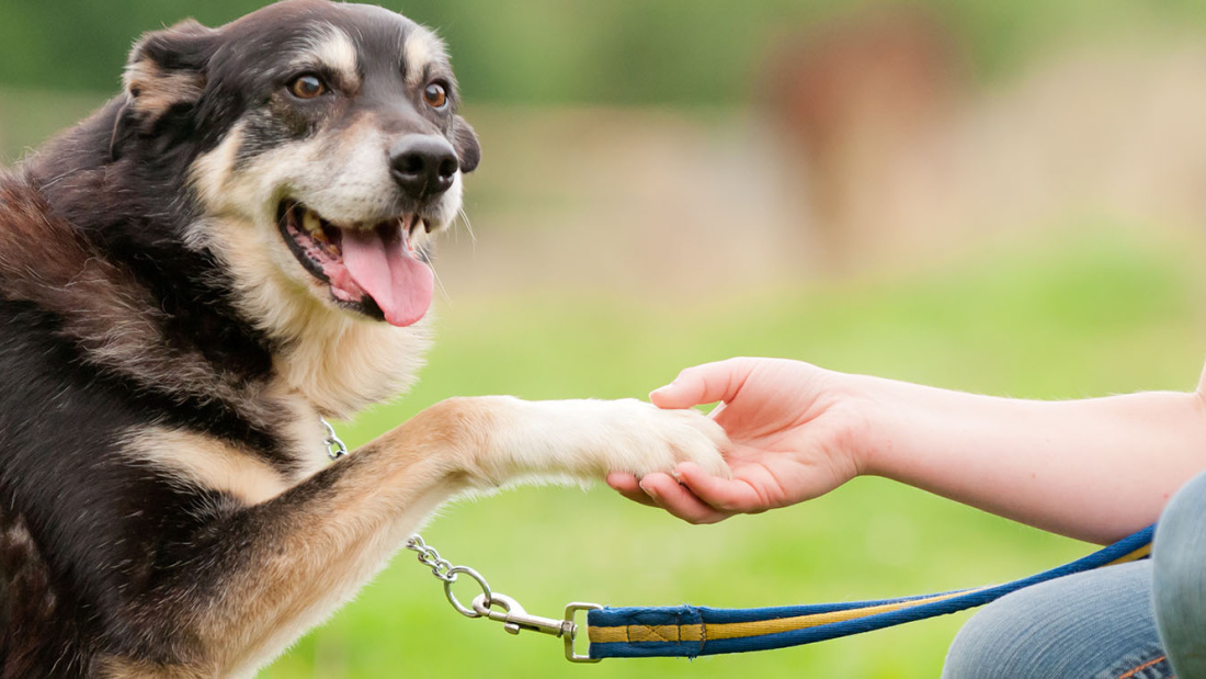 Dog with paw in owner's hand