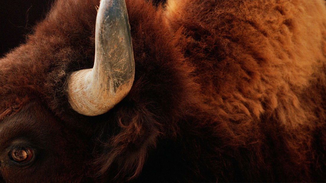 Bison