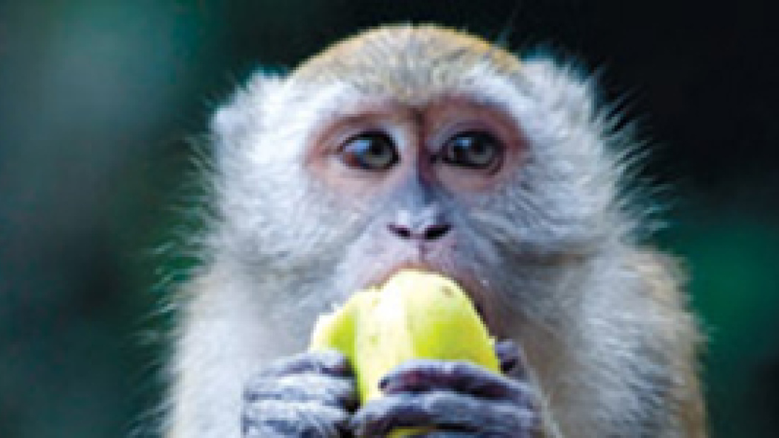 Monkey with banana