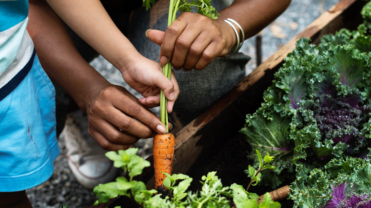 Close-up on child and adult hands harvesting a carrot from a garden