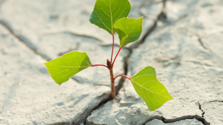 young green plant growing out of cracked pavement