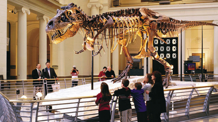a dinosaur exhibit in a museum