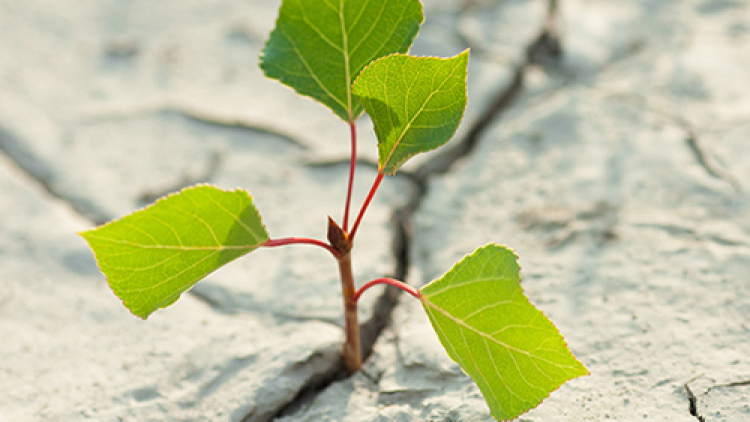 dry earth plant emerging