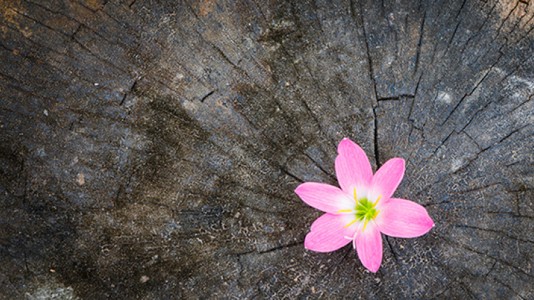 Flower blooms from wood